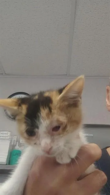 A baby small-sized female Domestic Short Hair cat named Breeezy for adoption in Stockton, CA