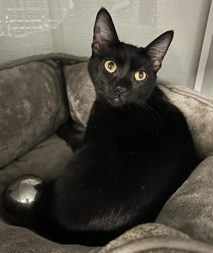 An adult small-sized female Domestic Short Hair cat named Sunny for adoption in Phoenix, AZ