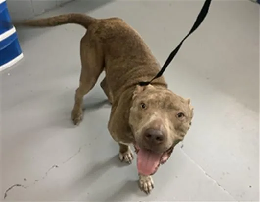 An adult medium-sized male Pit Bull Terrier dog named Soto for adoption in Corpus Christi, TX