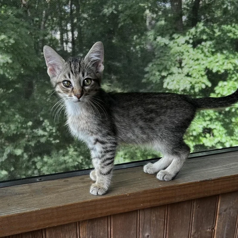A baby small-sized male Brown / Chocolate Domestic Short Hair cat named Spex for adoption in Chattanooga, TN