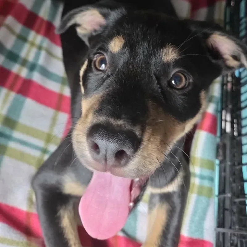A baby small-sized female Black Mixed Breed dog named Perdita for adoption in Buffalo, MN