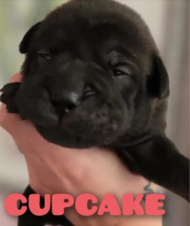 Cupcake thumbnail 2