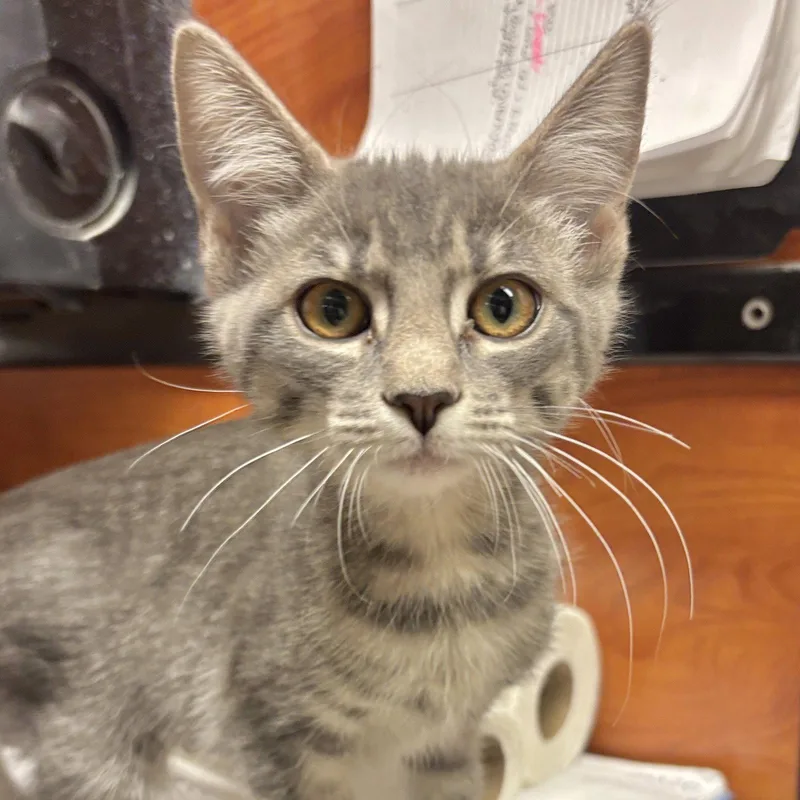 A baby medium-sized female Domestic Short Hair cat named Dolly for adoption in Sonora, CA