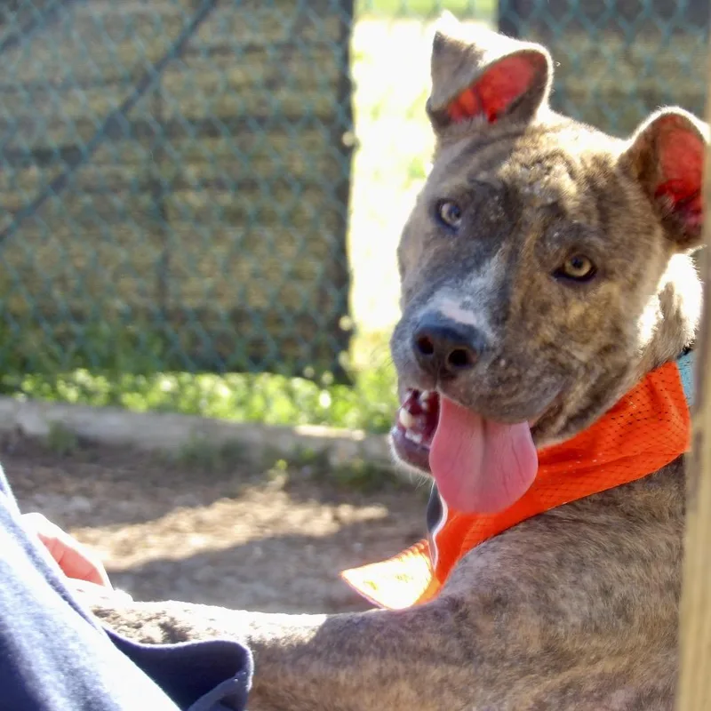 A young medium-sized male Brown / Chocolate Mixed Breed dog named Gritty for adoption in Newark, NJ