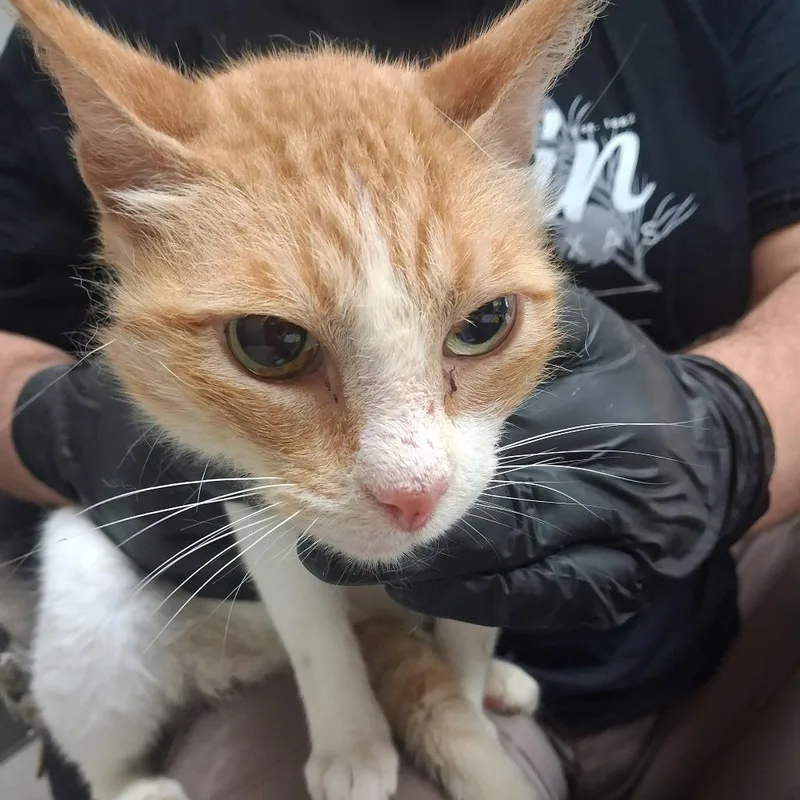 An adult large-sized male Orange / Red Domestic Short Hair cat named Moo Cow for adoption in Lufkin, TX