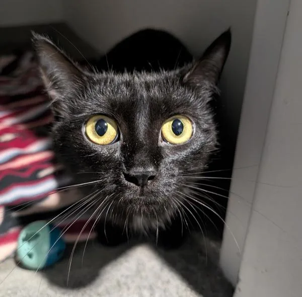 A young medium-sized female Domestic Short Hair cat named Ivy โ Bonded Buddy for adoption in Des Moines, IA