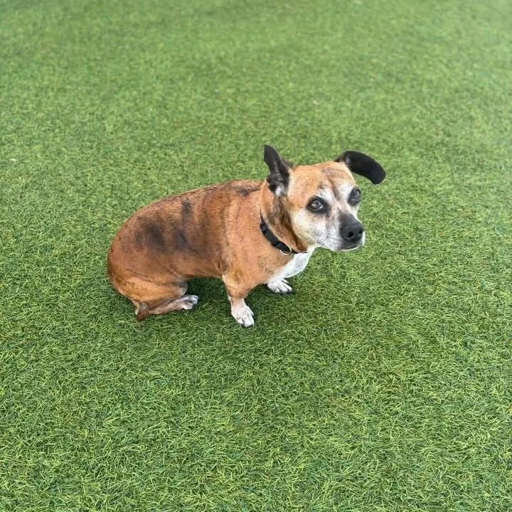 A senior small-sized female Brindle Dachshund dog named Dolly for adoption in Fredericksburg, TX