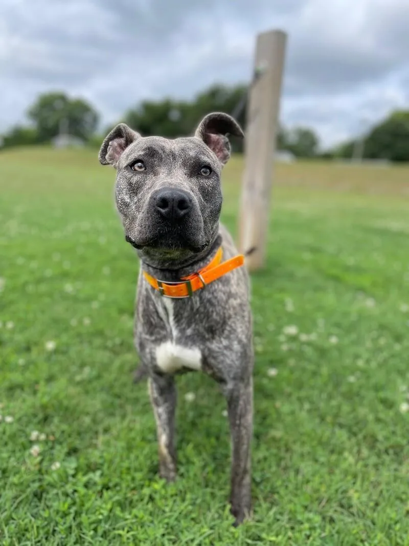 An adult large-sized female Brindle Pit Bull Terrier dog named SakiStella for adoption in Maryville, TN