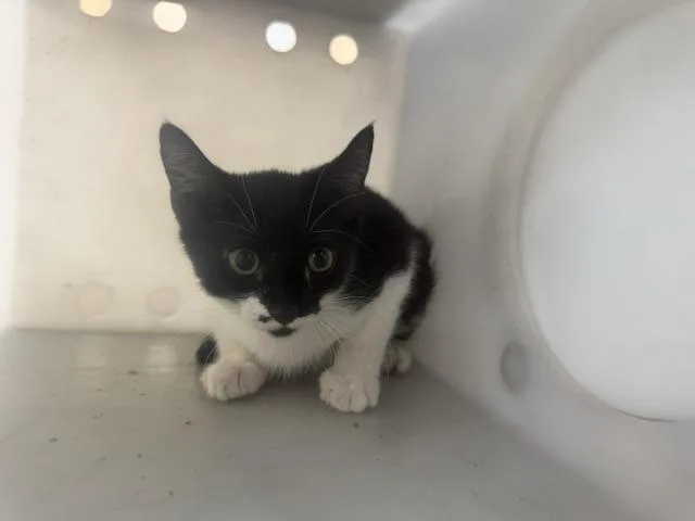 A baby medium-sized male Domestic Short Hair cat named Sable for adoption in Dallas, TX