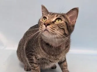 An adult small-sized female Domestic Short Hair cat named April for adoption in Golden Valley, MN