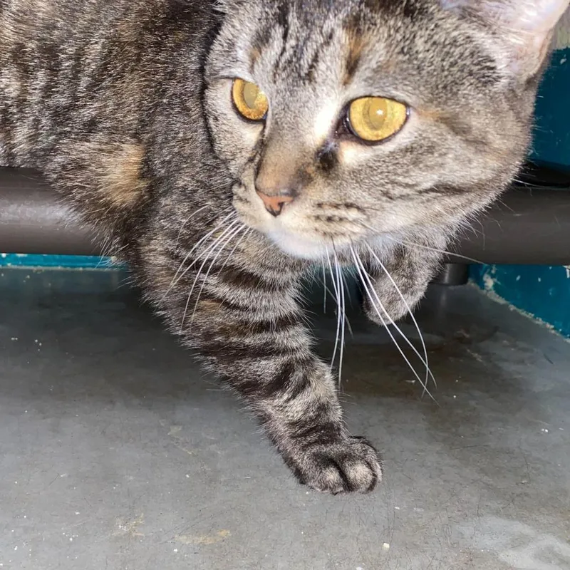 An adult medium-sized female Brown / Chocolate Domestic Short Hair cat named Squeaker for adoption in Owosso, MI