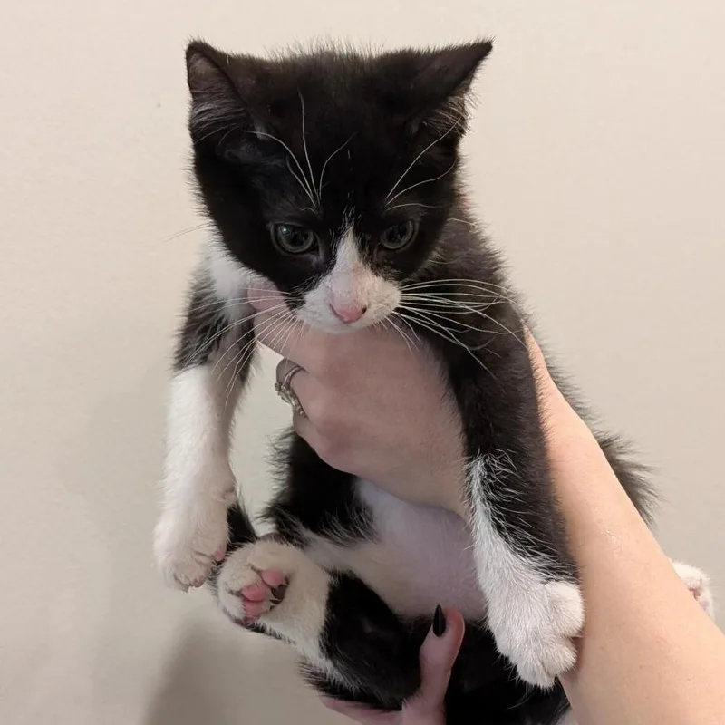 A baby small-sized male Black Domestic Short Hair cat named Soup Grandpa for adoption in Washington Township, OH