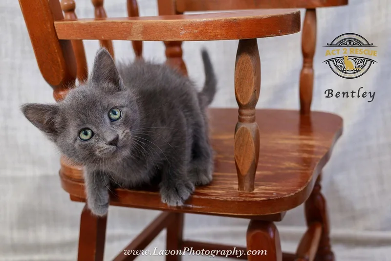 A baby medium-sized male Russian Blue cat named Bentley for adoption in Riverside, CA