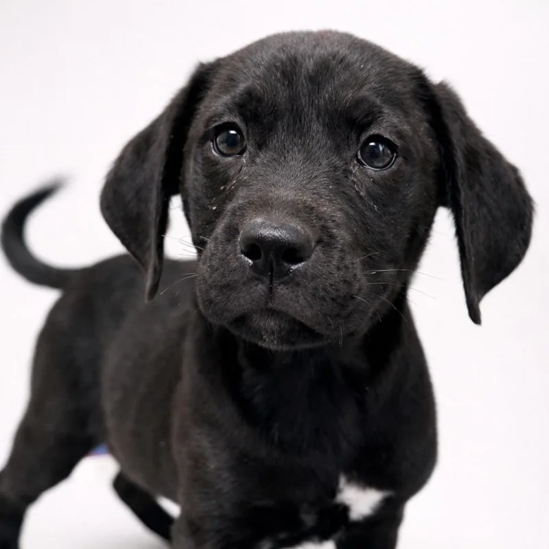 A baby small-sized male Black Labrador Retriever dog named Count Ravioli for adoption in San Antonio, TX