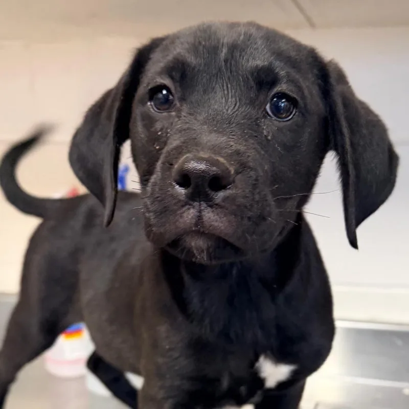 Count Ravioli thumbnail 2