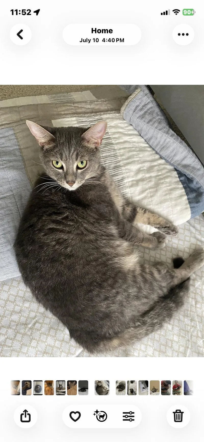 A baby medium-sized female Gray / Blue / Silver Domestic Short Hair cat named Windy & Stormy for adoption in Herndon, VA