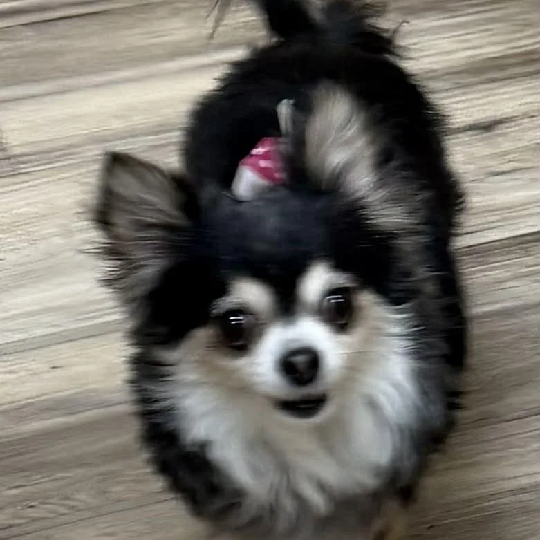 Bella Is Only .