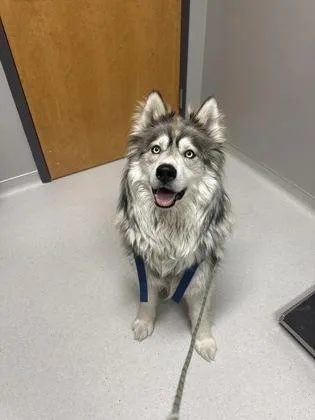 An adult medium-sized male Husky dog named Sparrow for adoption in Missoula, MT