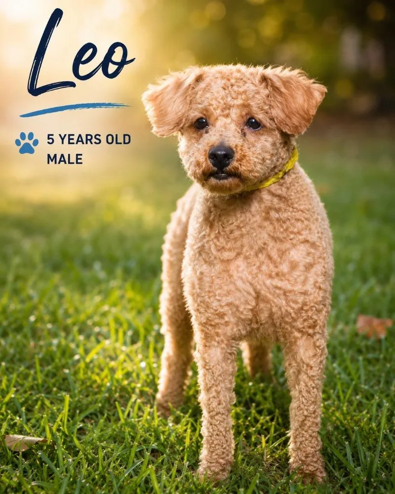 Leo
