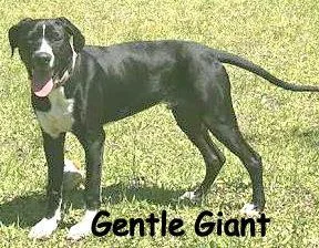 A baby large-sized male Great Dane dog named Beaker for adoption in Palm Coast, FL
