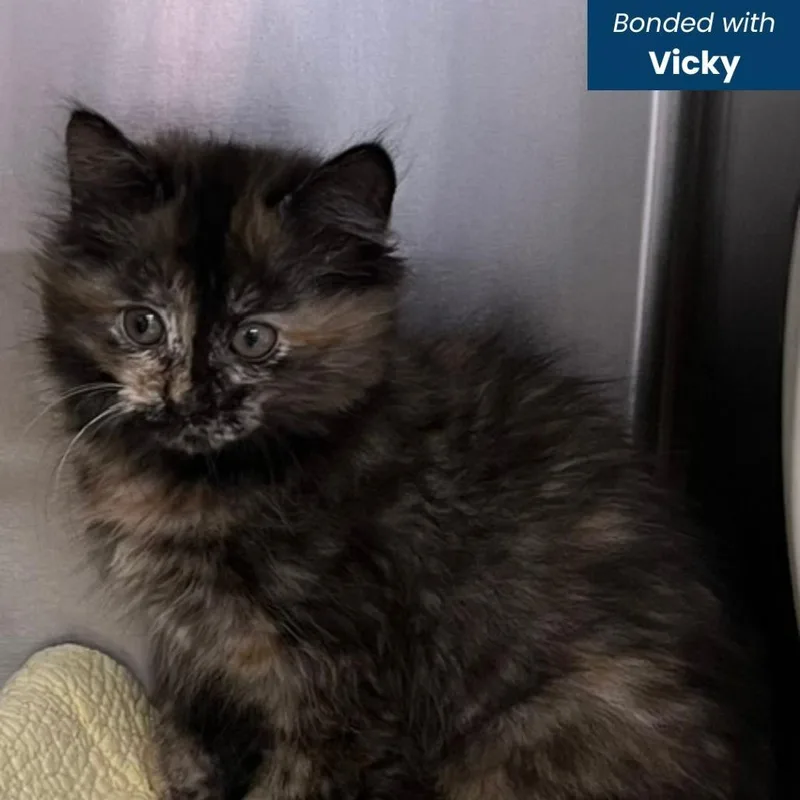 A baby small-sized female Tortoiseshell Domestic Medium Hair cat named Victory for adoption in Baltimore, MD