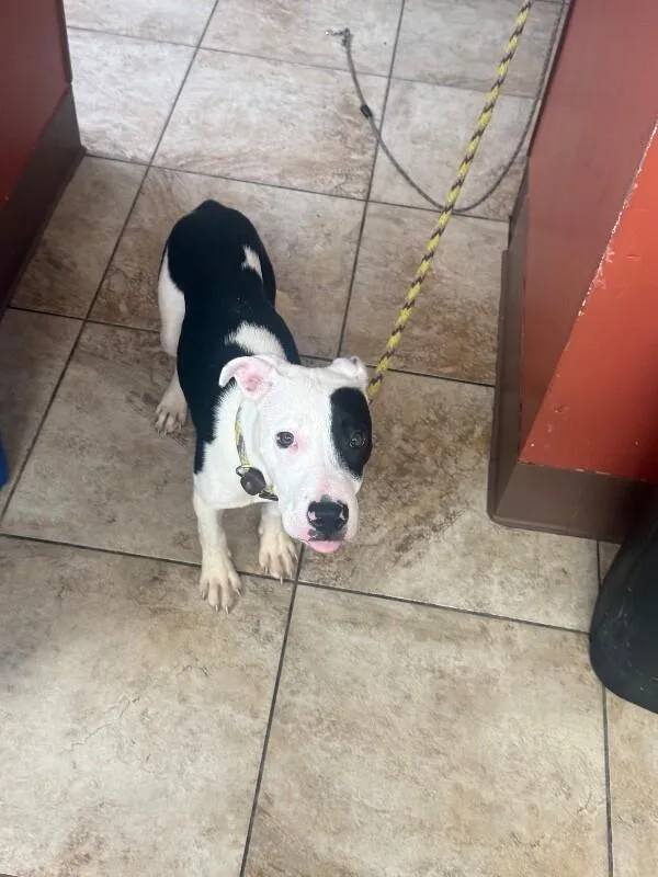 A young medium-sized male Black Mixed Breed dog named Sylvester for adoption in Cincinnati, OH