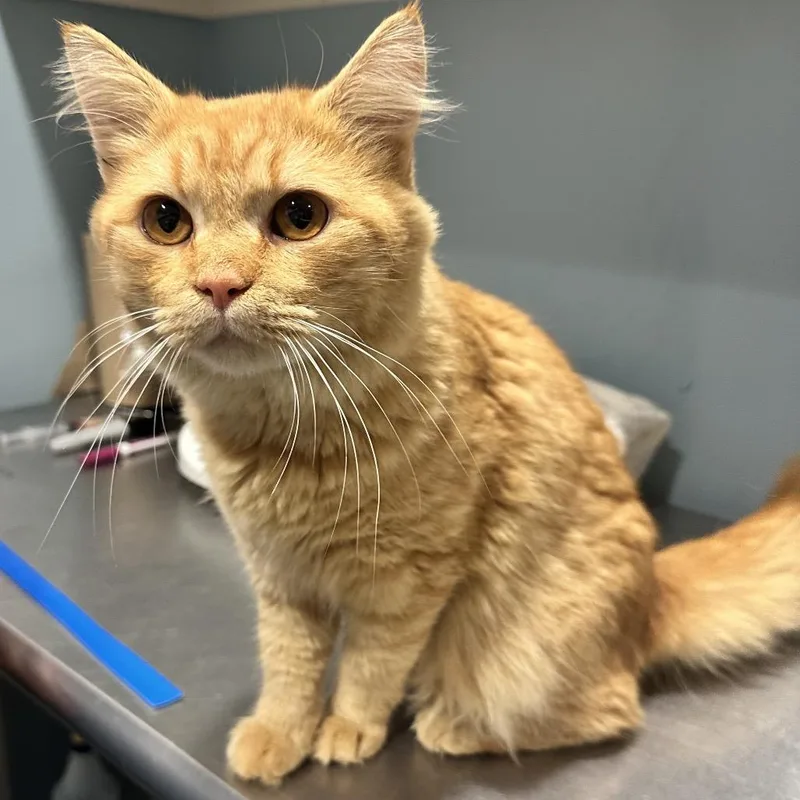 An adult medium-sized male Orange / Red Domestic Short Hair cat named Simon for adoption in Chattanooga, TN
