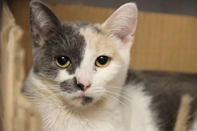 A young small-sized female Domestic Short Hair cat named Pumpkin for adoption in Tucson, AZ