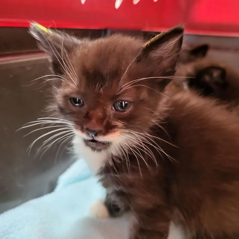 A baby small-sized female Black Domestic Short Hair cat named Gibson for adoption in Kanab, UT