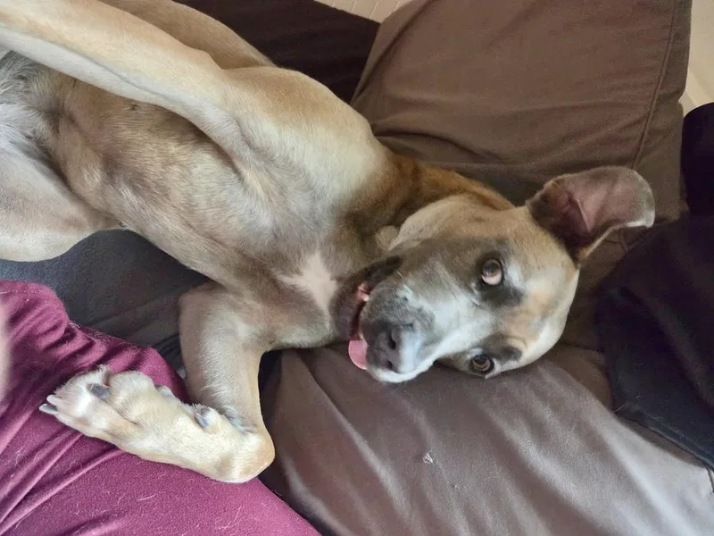 A young large-sized female Pit Bull Terrier dog named Gretel for adoption in Greenlawn, NY