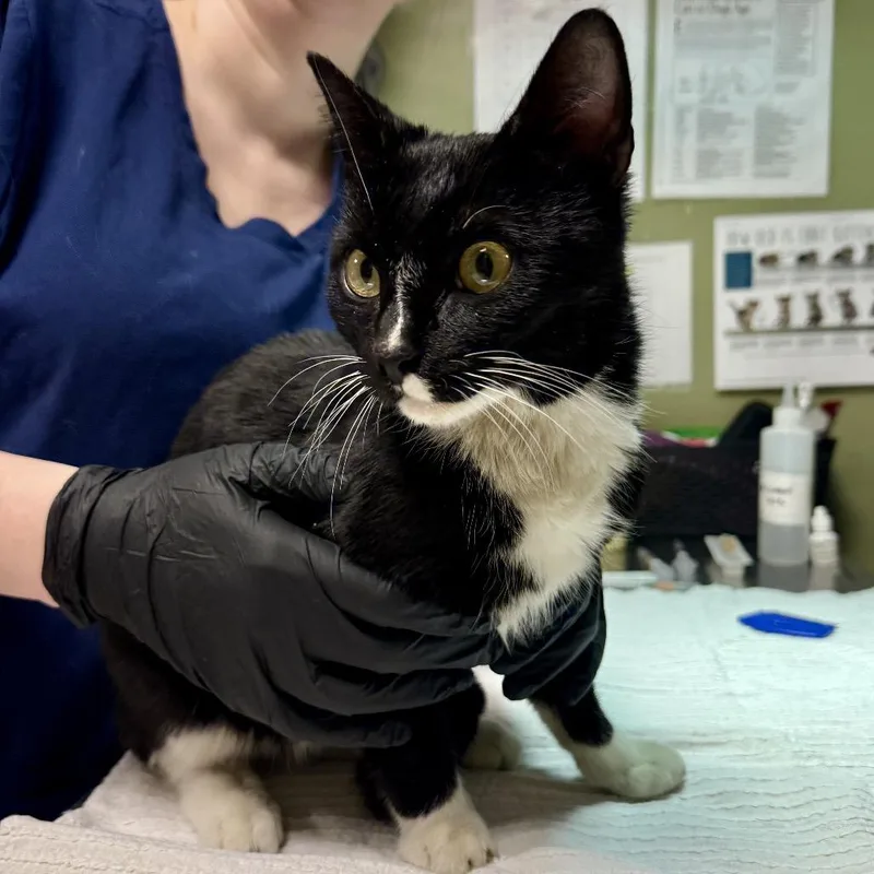 The Gambler thumbnail 2