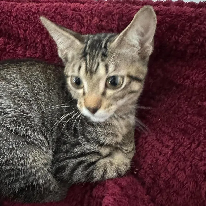 A baby small-sized male Brown / Chocolate Domestic Short Hair cat named Tommy Houston for adoption in Denver, CO