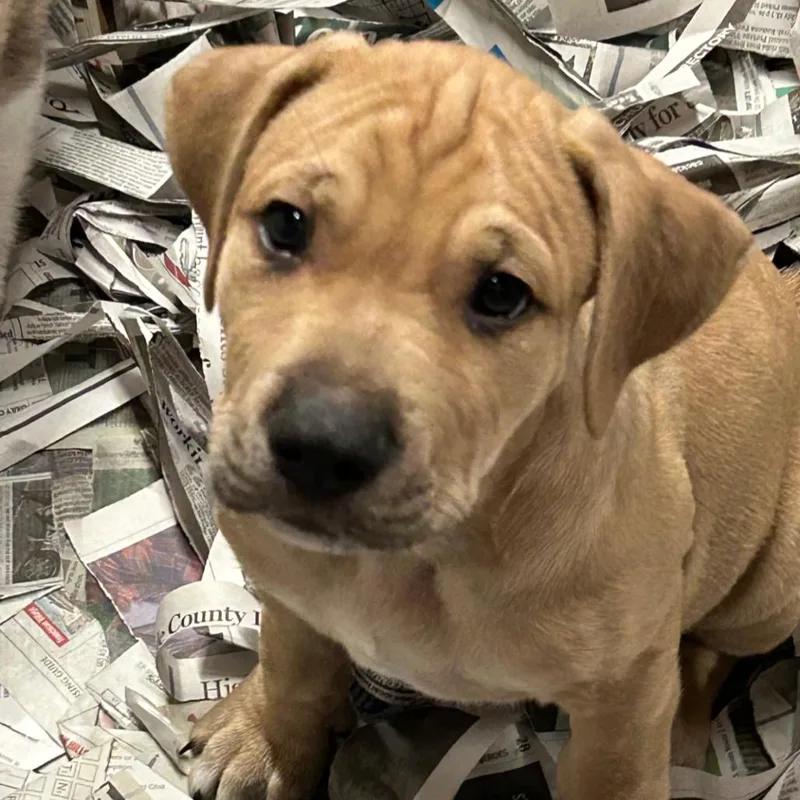 A baby medium-sized male Yellow / Tan / Blond / Fawn Mixed Breed dog named Miles for adoption in DeKalb, IL