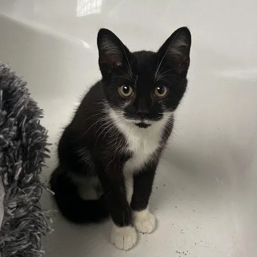 A baby small-sized male White Tuxedo cat named Estevez for adoption in Knoxville, TN