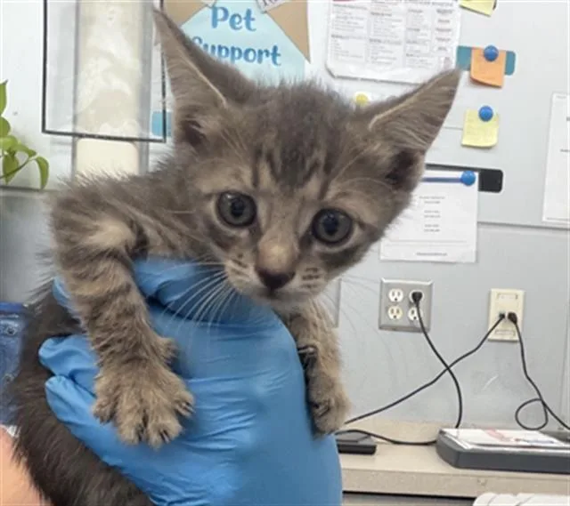 A baby medium-sized female Domestic Short Hair cat named Kelly for adoption in Dallas, TX