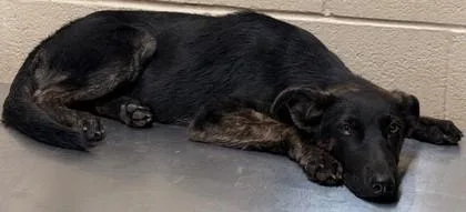 An adult small-sized male Belgian Shepherd / Malinois dog named Twizzlers for adoption in Harlingen, TX