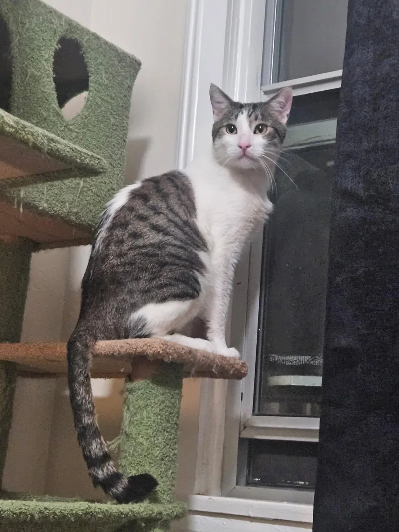 An adult medium-sized male Gray / Blue / Silver Tabby cat named Gadget for adoption in Los Angeles, CA