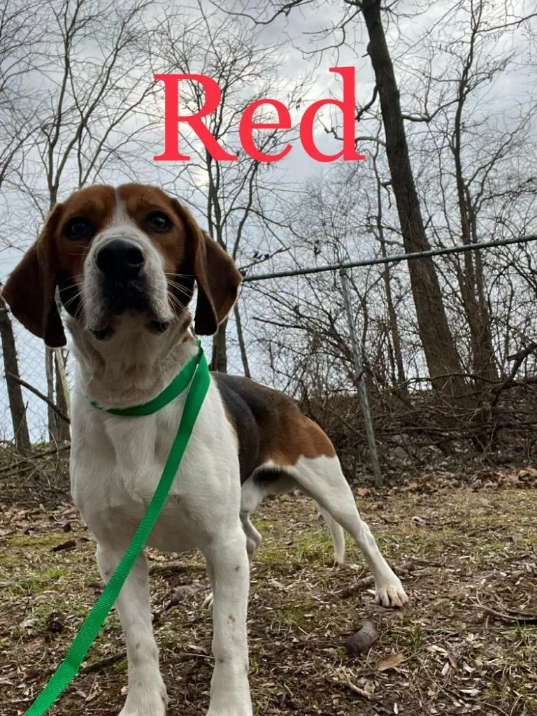 Shotgun Red thumbnail 3