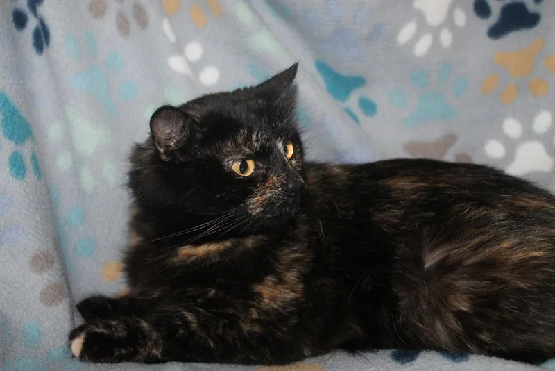 A young medium-sized female Domestic Medium Hair cat named Maple for adoption in Prattville, AL