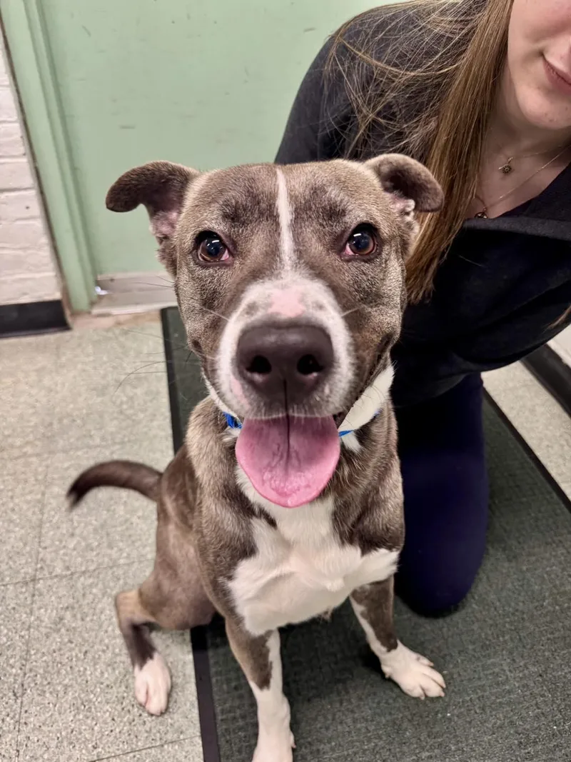 An adult medium-sized male Brindle Husky dog named Rowen for adoption in Passaic, NJ