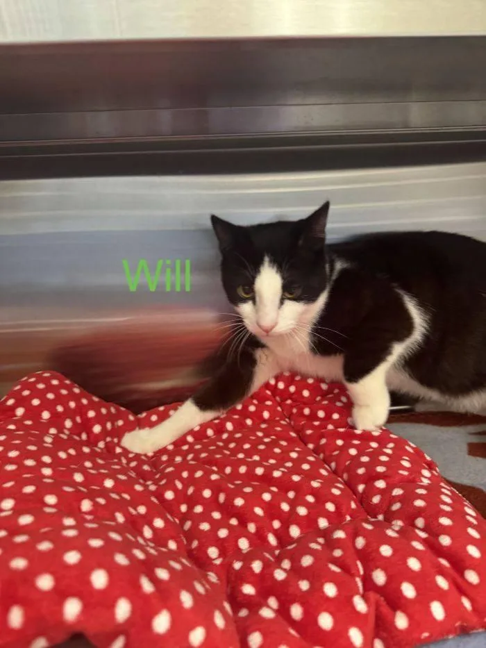 A baby medium-sized male Black & White / Tuxedo Domestic Short Hair cat named Will for adoption in Hilton Head Island, SC
