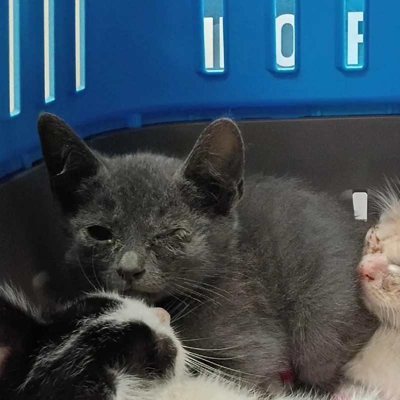 A baby small-sized male Gray / Blue / Silver Domestic Short Hair cat named Lasagna Classico for adoption in Columbus, GA