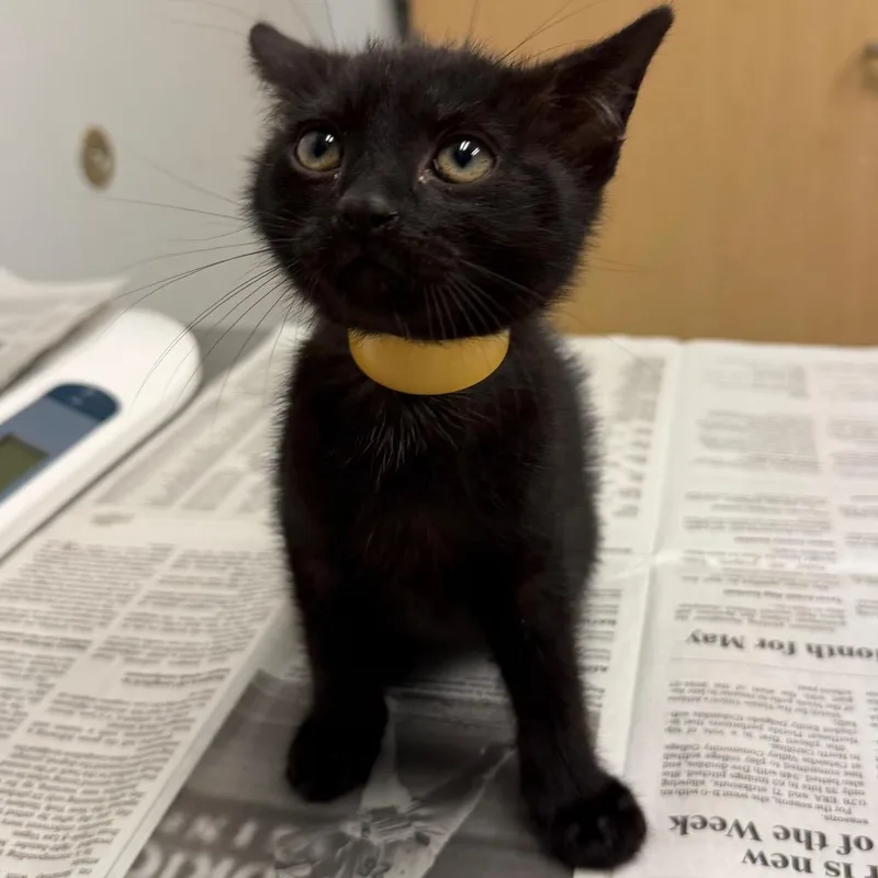 A baby small-sized male Black Domestic Short Hair cat named Molasses for adoption in Jacksonville, FL