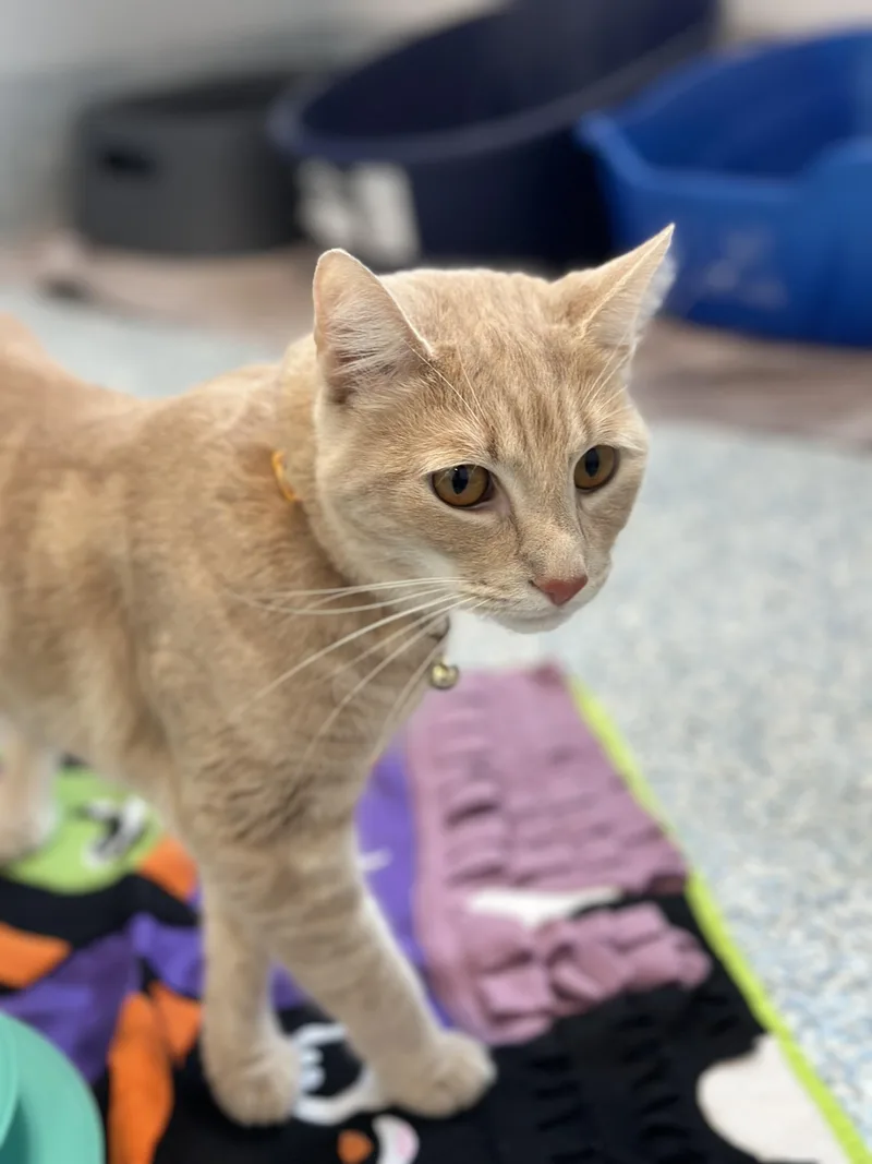 An adult medium-sized female Buff / Tan / Fawn Domestic Short Hair cat named Avril for adoption in Stafford, VA