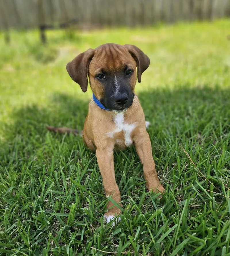 A baby medium-sized male Tricolor (Brown, Black, & White) Shepherd dog named Sir William for adoption in Cypress, TX