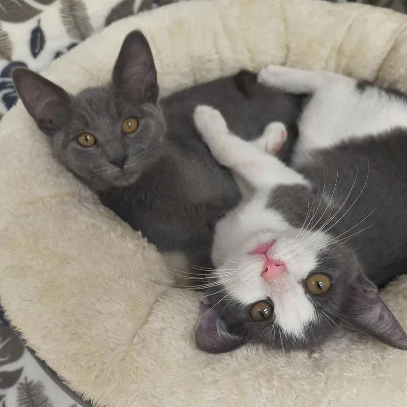 A baby small-sized male Gray / Blue / Silver Domestic Short Hair cat named Ramos for adoption in Deerfield, IL
