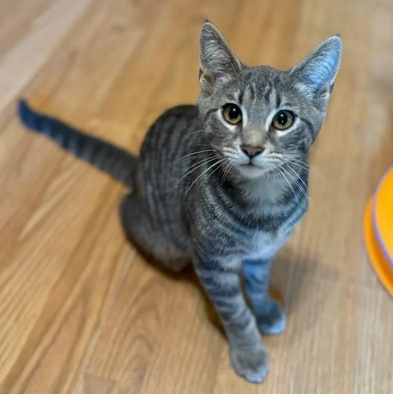 A baby large-sized male Tabby (Gray / Blue / Silver) Tabby cat named Ricardo for adoption in Oswego, NY