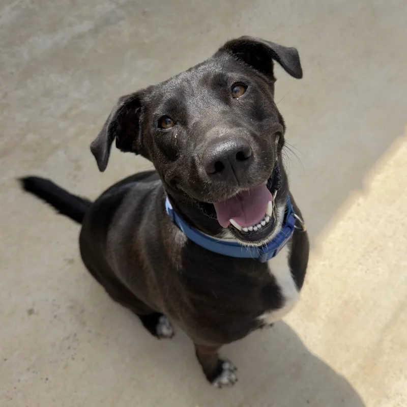 An adult large-sized female Black Labrador Retriever dog named Beebee for adoption in Birmingham, AL