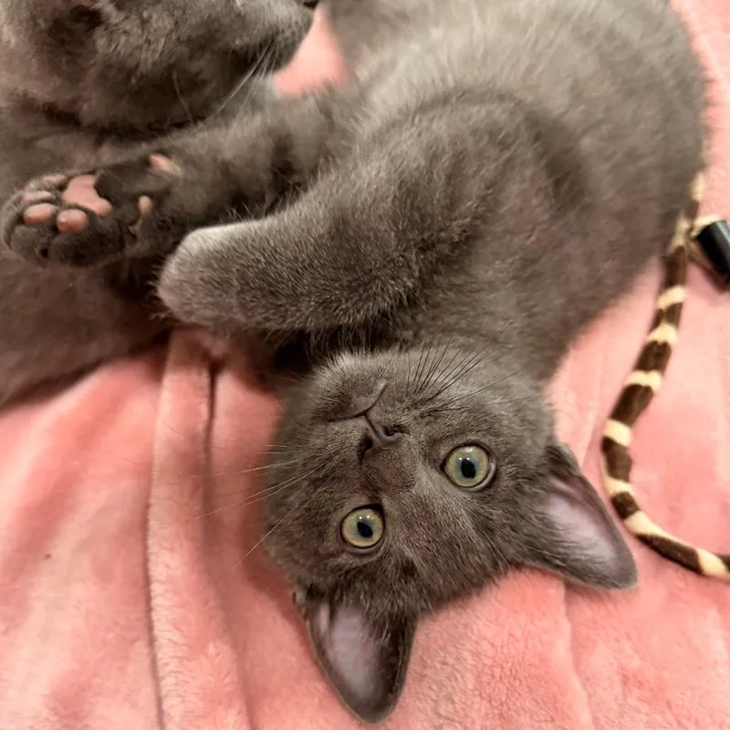 A baby small-sized female Gray / Blue / Silver Domestic Short Hair cat named Herbs for adoption in Los Angeles, CA
