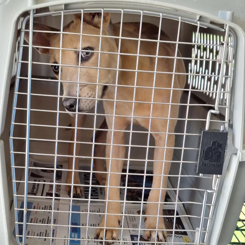 A baby medium-sized female Apricot / Beige Terrier dog named Angel for adoption in Montgomery, AL
